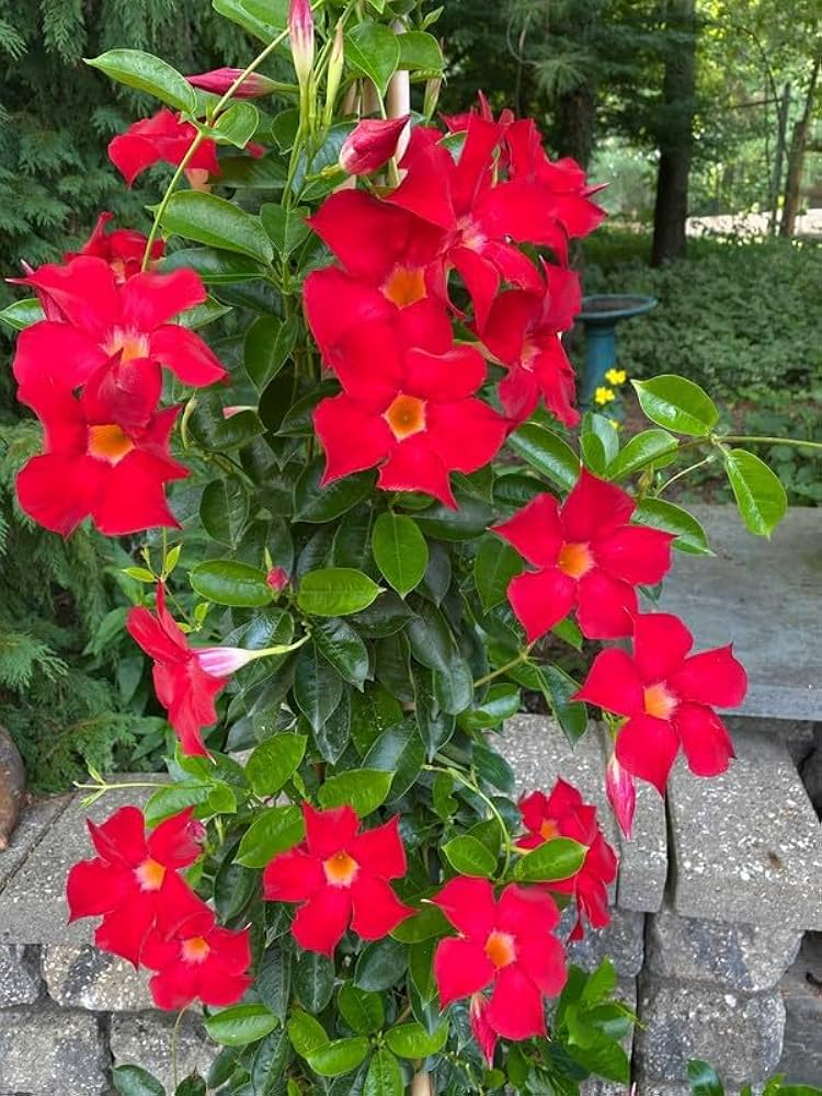 Red Mandevilla Sanderi Flower Seeds for Planting – Heirloom Non-GMO High Germination Organic Garden Seeds