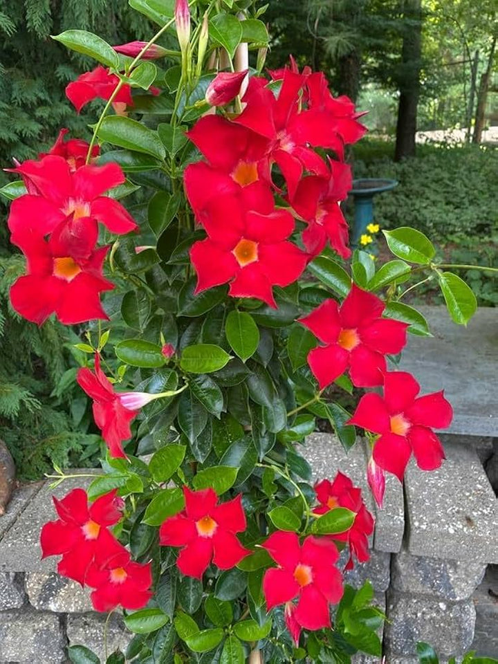 Red Mandevilla Sanderi Flower Seeds for Planting – Heirloom Non-GMO High Germination Organic Garden Seeds