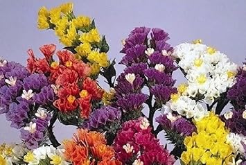 Flower Seeds, Seeds,Seeds For Planting,Plant Seeds