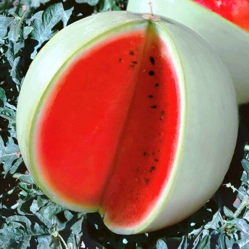 Fruit Seeds,Garden seeds, Seeds For Planting,Plant Seeds