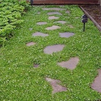 Green Veronica Repens Flower Seeds for Planting – Heirloom, Non-GMO, High Germination Garden Seeds
