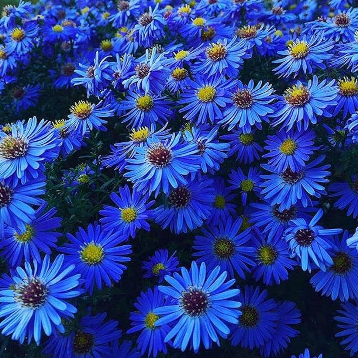 Blue Gazania Flower Seeds for Planting – Heirloom, Non-GMO, High Germination Organic Garden Seeds