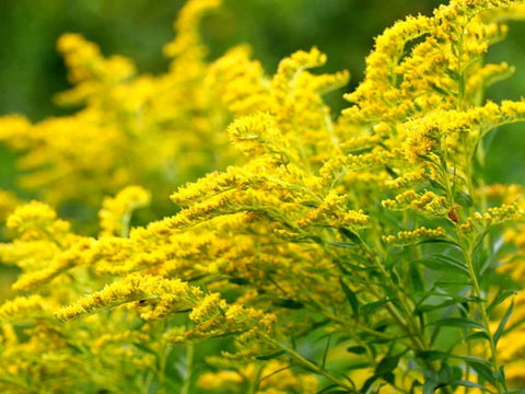 Flower Seeds, Seeds,Seeds For Planting,Plant Seeds