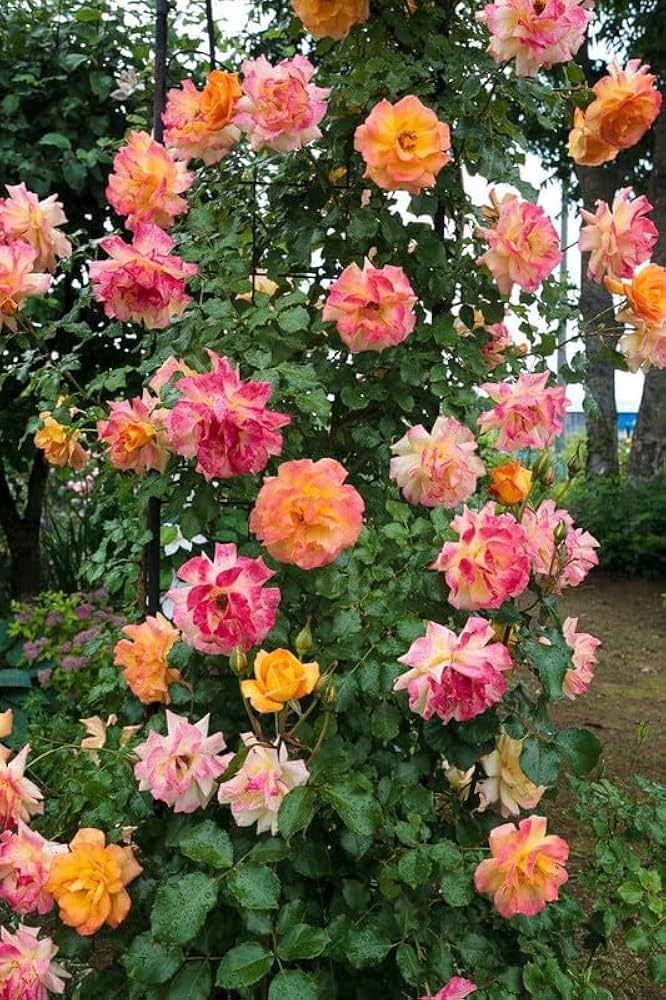 Mixed Color Climbing Rose Flower Seeds for Planting – Heirloom, Non-GMO, High Germination Garden Favorite