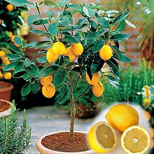 Herb Seeds,Garden seeds, Seeds For Planting,Plant Seeds