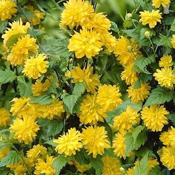 Kerria Flower Seeds for Planting – Heirloom, Non-GMO, High Germination Garden Seeds