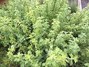 Herb Seeds,Garden seeds, Seeds For Planting,Plant Seeds