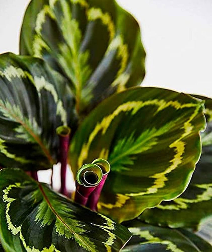 Calathea Medallion Flower Seeds for Planting - Heirloom & Non-GMO Organic Garden Seeds, High Germination