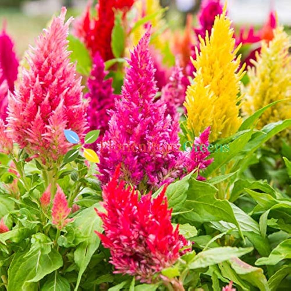 Flower Seeds, Seeds,Seeds For Planting,Plant Seeds