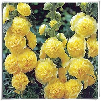 Flower Seeds, Seeds,Seeds For Planting,Plant Seeds