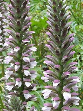 Purple White Acanthus Flower Seeds for Planting – Heirloom, Non-GMO, Perfect for Borders, High Germination