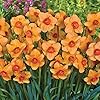 Light Yellow Orange Daffodil Seeds - Heirloom, Non-GMO, High Germination, Premium Quality