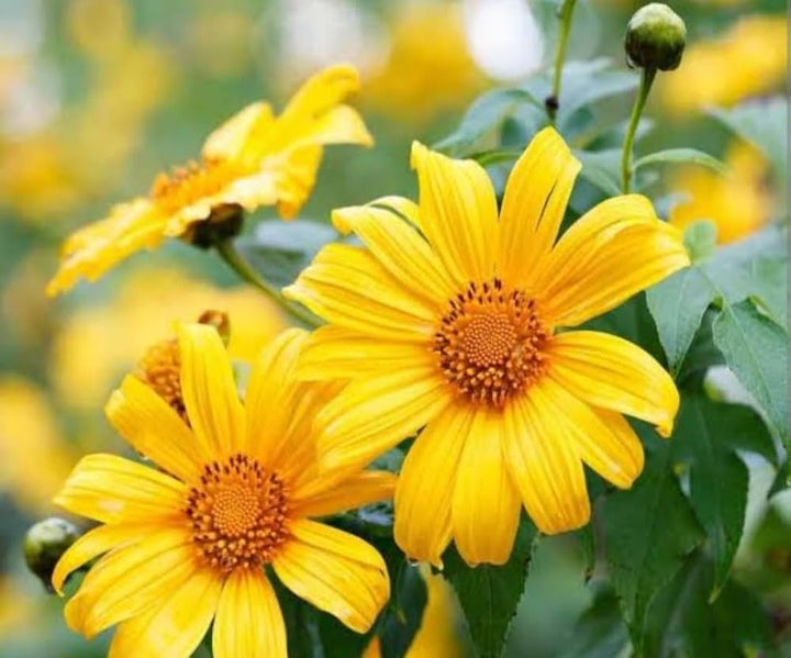 Tithonia Diversifolia SunFlower Seeds for Planting – Heirloom, Non-GMO, Shade-Tolerant Garden Seeds