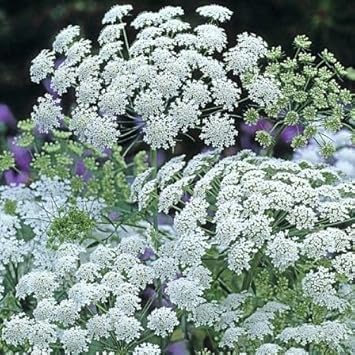 Ammi Majus Flower Seeds for Planting – Easy to Grow, Heirloom, Non-GMO, High Germination Organic Garden Seeds