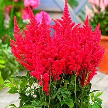 Flower Seeds, Seeds,Seeds For Planting,Plant Seeds