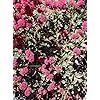 Eriogonum Grande Flower Seeds for Planting – Heirloom, Non-GMO, High Germination Pollinator Friendly