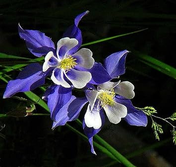 Flower Seeds, Seeds,Seeds For Planting,Plant Seeds