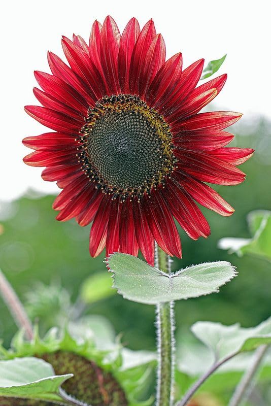 Red Mix Sunflower Perennial Flower Seeds for Planting - Heirloom, Non-GMO, Compact Growth, High Germination Garden Seeds
