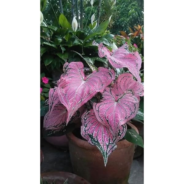 Pink Thailand Caladium Flower Seeds for Planting – Heirloom, Non-GMO, High Germination Organic Garden Seeds