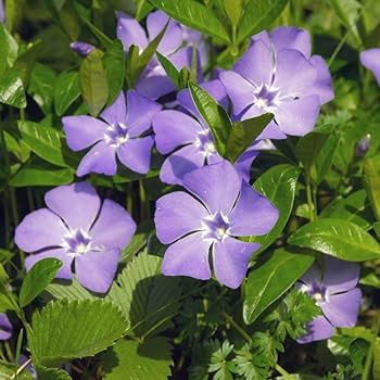 Periwinkle Vinca Dark Purple Flower Seeds for Planting 100 pcs - Long Bloom Season, Heirloom & GMO Free Seeds for Home Garden