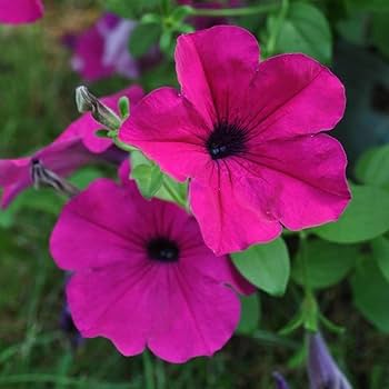 Black Pink Petunia Flower Seeds for Planting – Heirloom, Non-GMO, Hardy Easy Grow, High Germination