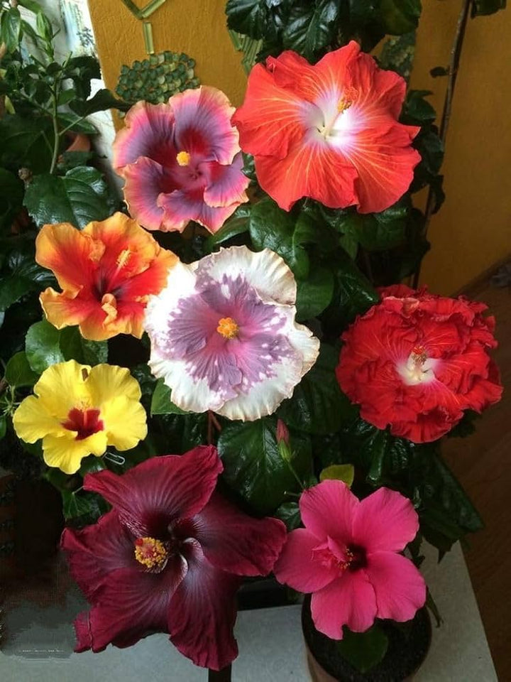 Mixed Hibiscus Flower Seeds for Planting – Vibrant Colors, Heirloom, Non-GMO, High Germination