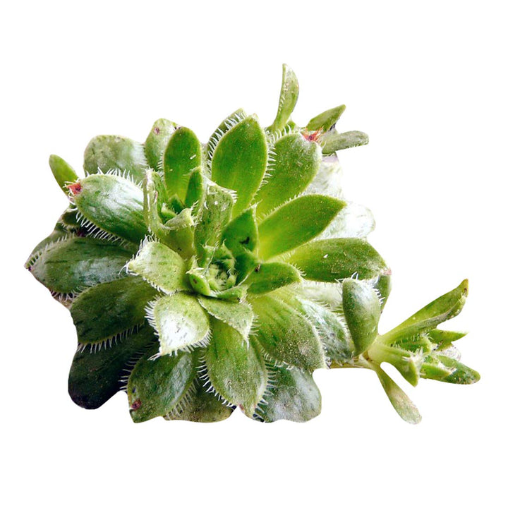 Green Aubrieta Flower Seeds for Planting – Heirloom Non-GMO Wildflower Mix