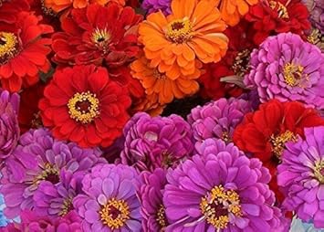 Flower Seeds, Seeds,Seeds For Planting,Plant Seeds
