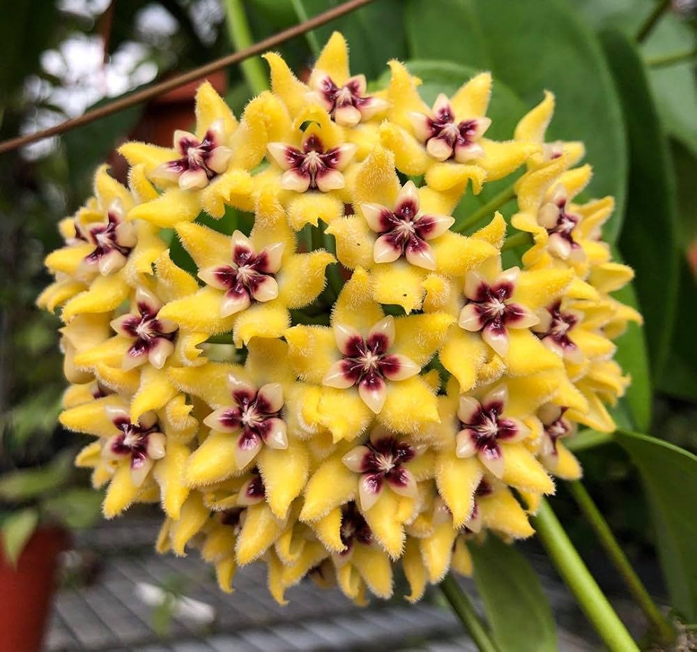 Yellow Purple Hoya Flower Seeds for Planting – Heirloom Non-GMO High Germination Organic Garden Seeds