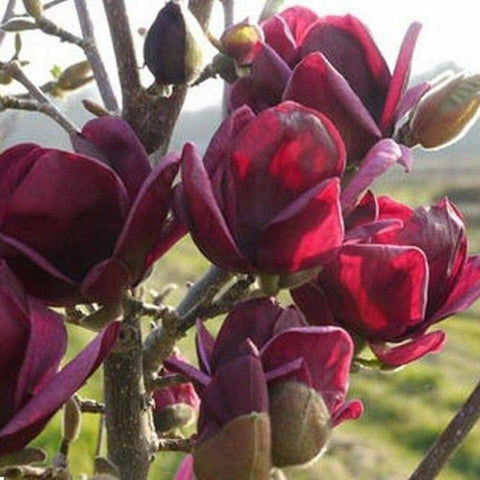 Flower Seeds, Seeds,Seeds For Planting,Plant Seeds