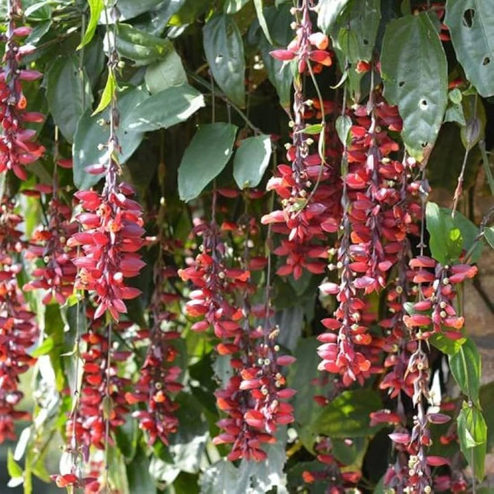 Flower Seeds, Seeds,Seeds For Planting,Plant Seeds