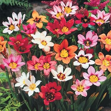 Flower Seeds, Seeds,Seeds For Planting,Plant Seeds