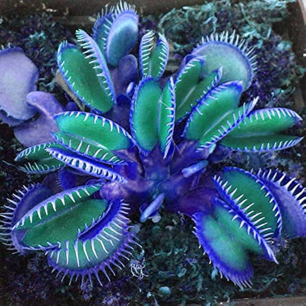 venus fly trap seeds from flower Blue Green Venus Fly Trap Seeds Flower Seeds for Planting – Sun Loving –  Earthechoseeds