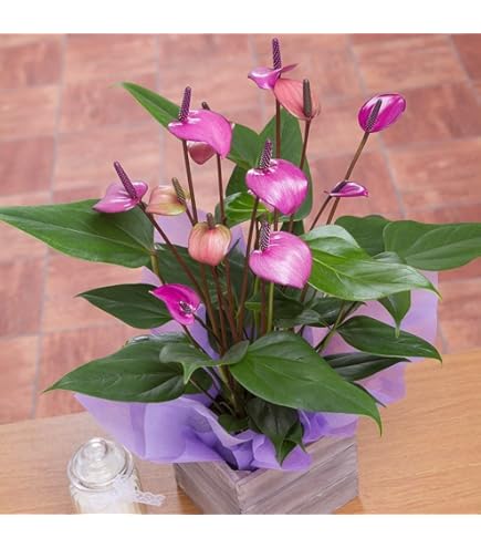 Pink Sky Green Anthurium Flower Seeds for Planting – Heirloom, Non-GMO, High Germination Organic Garden Seeds