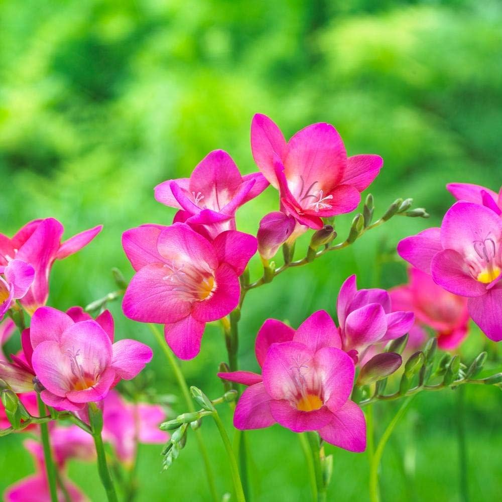Pink Freesia Flower Seeds for Planting – Heirloom, Non-GMO, High Germination Organic Garden Seeds