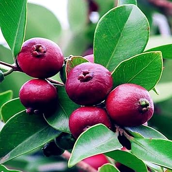 Fruit Seeds,Garden seeds, Seeds For Planting,Plant Seeds