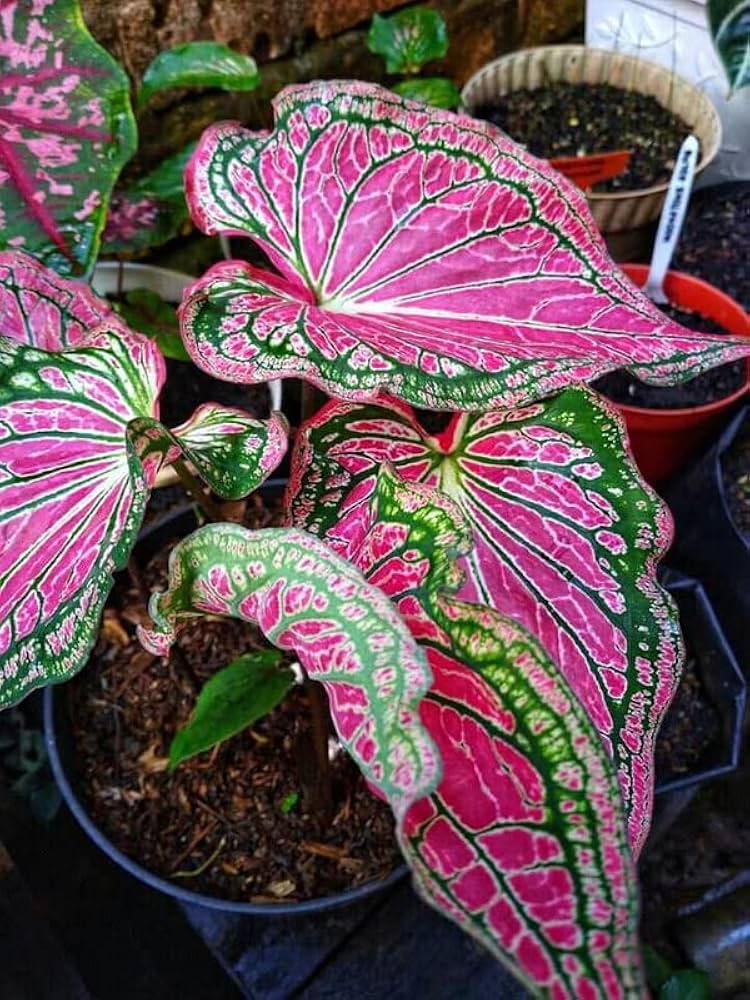 Pink Thailand Caladium Flower Seeds for Planting – Heirloom, Non-GMO, High Germination Organic Garden Seeds