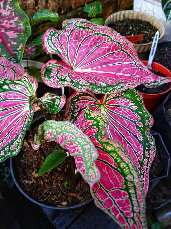 Pink Thailand Caladium Flower Seeds for Planting – Heirloom, Non-GMO, High Germination Organic Garden Seeds