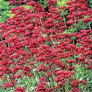 Flower Seeds, Seeds,Seeds For Planting,Plant Seeds