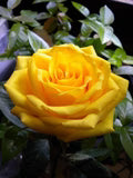 Thick Yellow Rose Flower Seeds for Planting – Heirloom, Non-GMO, High Germination, Organic Garden Seeds