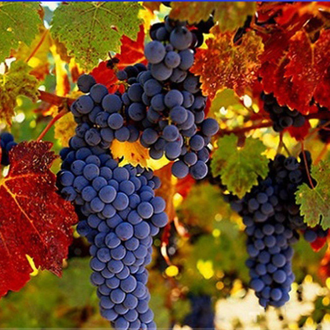 Cabernet Sauvignon Grape fruit seeds for planting - Heirloom & Non-GMO garden seeds, ideal for backyard vineyards