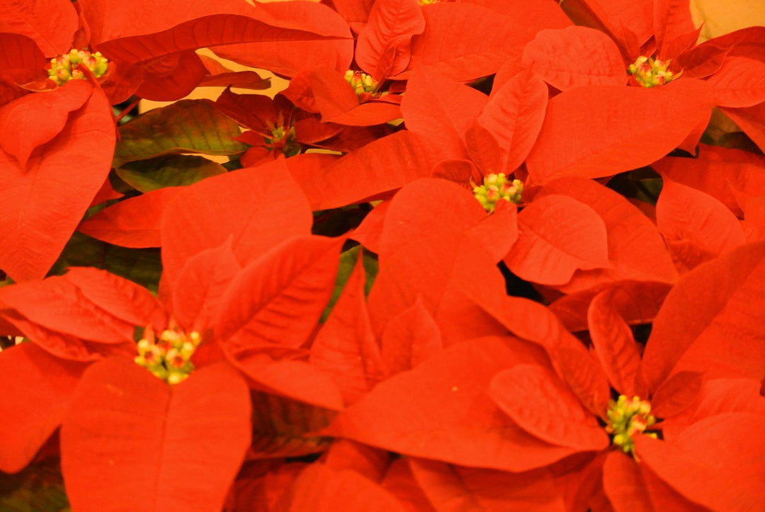 Orange Poinsettia Seeds for Planting - Heirloom, Non-GMO, Pollinator-Friendly Organic Garden Seeds