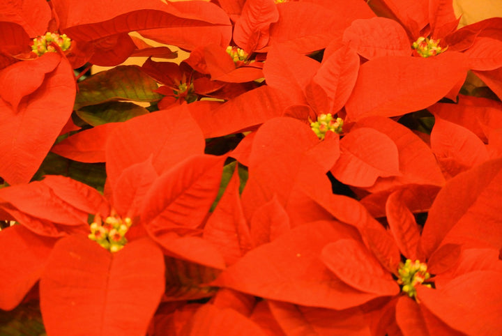 Orange Poinsettia Seeds for Planting - Heirloom, Non-GMO, Pollinator-Friendly Organic Garden Seeds