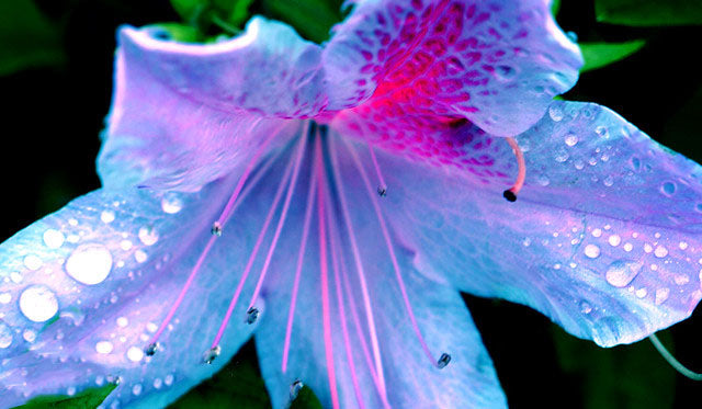 Blue Pink Azalea Flower Seeds for Planting – Heirloom, Non-GMO, High Germination Organic Garden Seeds