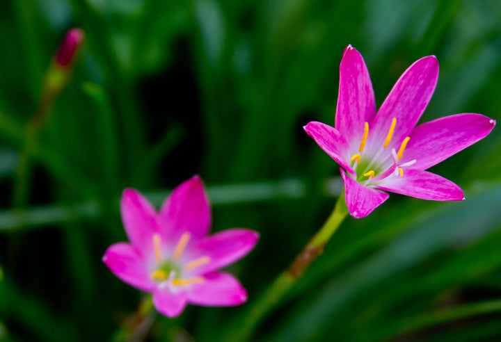 Pink Crocus Flower Seeds for Planting – Heirloom Non-GMO, High Germination Organic Garden Seeds