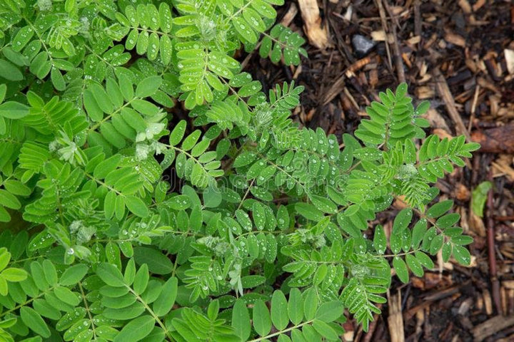 Astragalus Herb Seeds for Planting – Heirloom, Non-GMO Premium Quality Seeds for Healthy Gardens