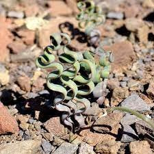 Green Trachyandra seeds for planting - Heirloom & Non-GMO rare flower garden seeds