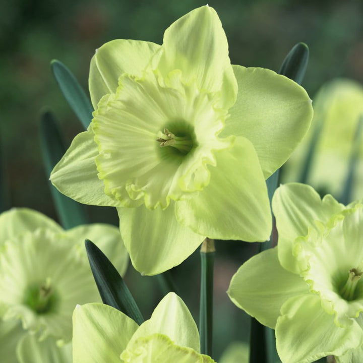 Lime Green Double Petals Narcissus Flower Seeds – Heirloom, Non-GMO, High Germination Seeds for Planting