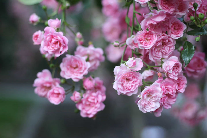 Light Pink Cream Holland Rose Flower Seeds for Planting – Heirloom, Non-GMO, High Germination