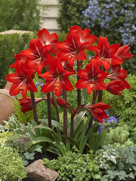 Red Amaryllis Flower Seeds for Planting – Heirloom Non-GMO High Germination Organic Garden Seeds